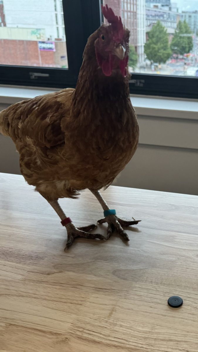 Hen next to the 22 mm passive tag
