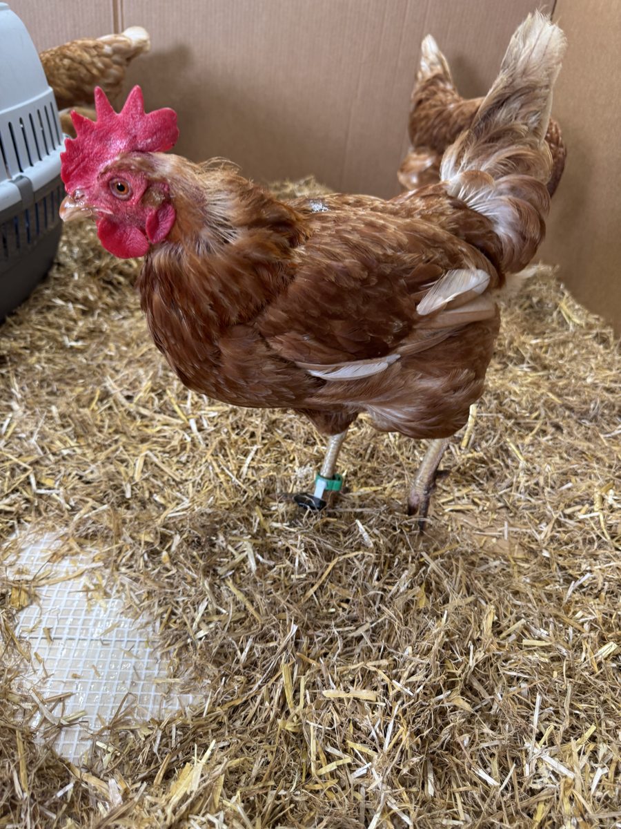 Hen wearing the leg ring in the pen