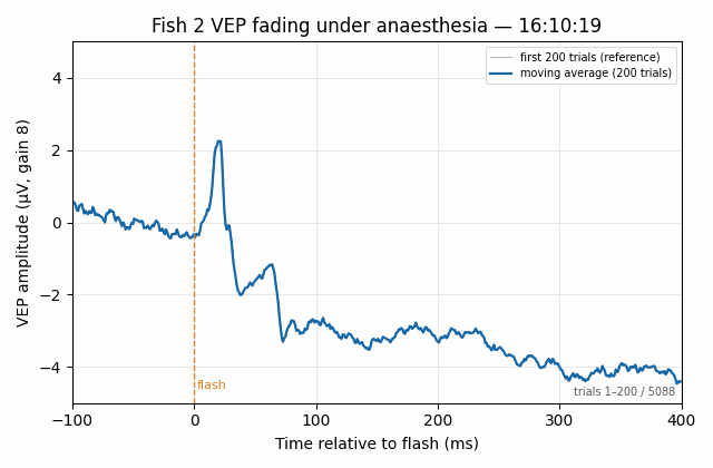 Animated plot: visually evoked potential of fish 2 flattening over successive trials as anaesthesia deepens